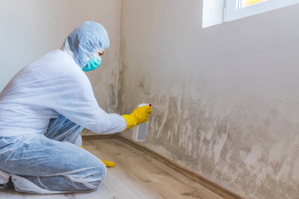 Licensed Mold Removal service in Brodnax, VA - WQB Mold Removal
