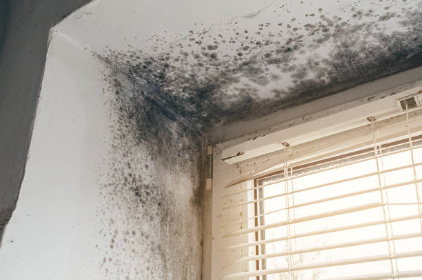 Affordable Mold Removal solutions in Brodnax, VA