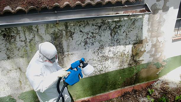 Top rated local Mold Removal specialists in Brodnax, VA